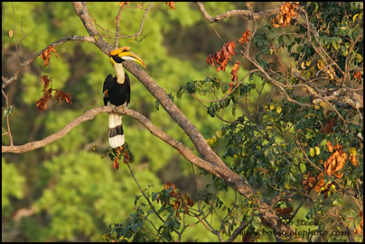 Great Hornbill (Buceros bicornis)