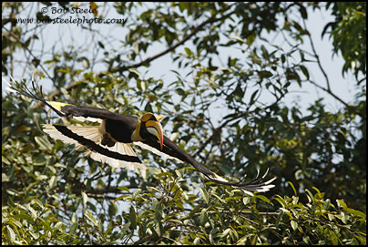 Great Hornbill (Buceros bicornis)