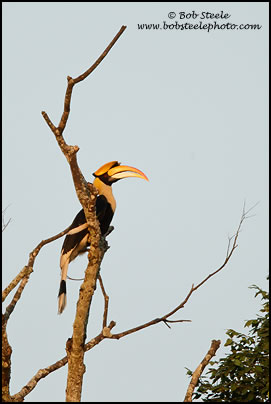 Great Hornbill (Buceros bicornis)