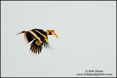 Great Hornbill (Buceros bicornis)