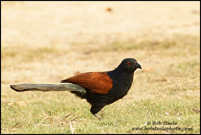 Greater Coucal (Centropus sinensis)