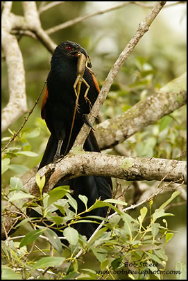 Greater Coucal (Centropus sinensis)