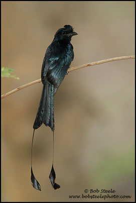 Greater Racket-tailed Drongo (Dicrurus paradiseus)