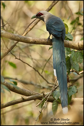 Green-billed Malkoha (Phaenicophaeus tristis)