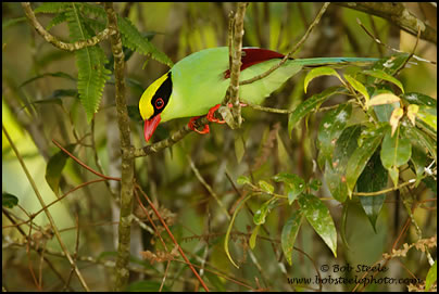 Green Magpie (Cissa chinensis)