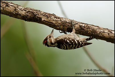 Grey-capped Woodpecker (Dendrocopos canicapillus)