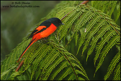 Grey-chinned Minivet (Pericrocotus solaris)