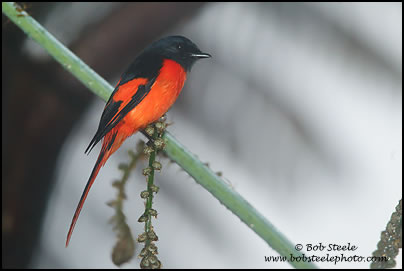 Grey-chinned Minivet (Pericrocotus solaris)