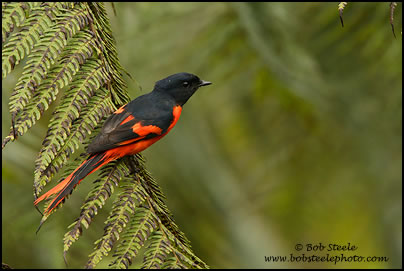 Grey-chinned Minivet (Pericrocotus solaris)