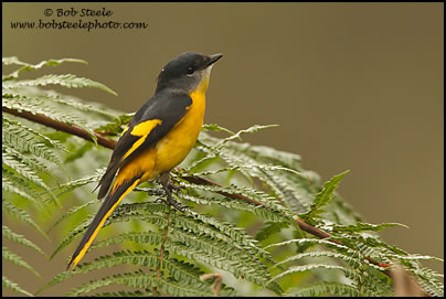Grey-chinned Minivet (Pericrocotus solaris)