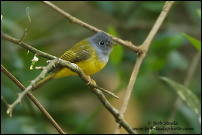 Grey-headed Canary-Flycatcher (Culicicapa ceylonensis)