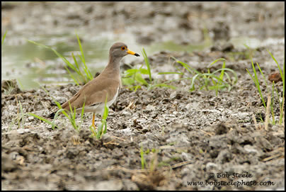 Grey-headed Lapwing (Vanellus cinereus)
