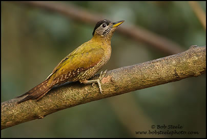 Grey-headed Woodpecker (Picus canus)