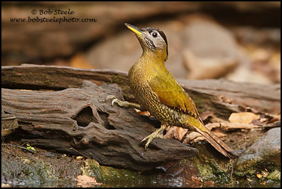Grey-headed Woodpecker (Picus canus)