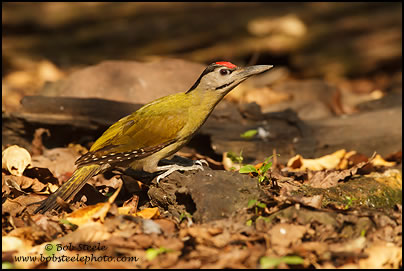 Grey-headed Woodpecker (Picus canus)