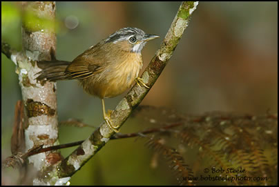 Grey-throated Babbler (Stachyris nigriceps)