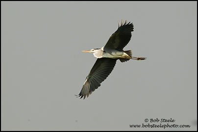 Grey Heron (Ardea cinerea)