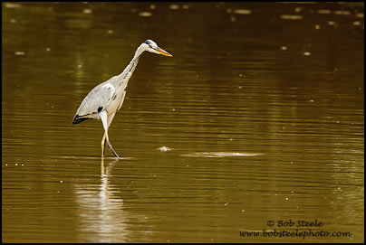 Grey Heron (Ardea cinerea)