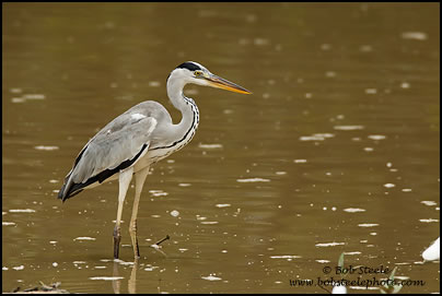 Grey Heron (Ardea cinerea)