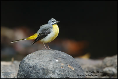 Grey Wagtail (Motacilla cinerea)