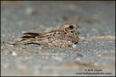 Indian Nightjar (Caprimulgus asiaticus)