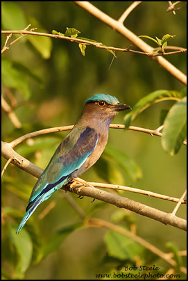 Indian Roller (Coracias benghalensis)