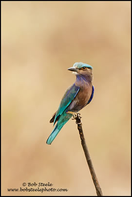 Indian Roller (Coracias benghalensis)