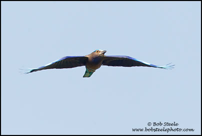 Indian Roller (Coracias benghalensis)