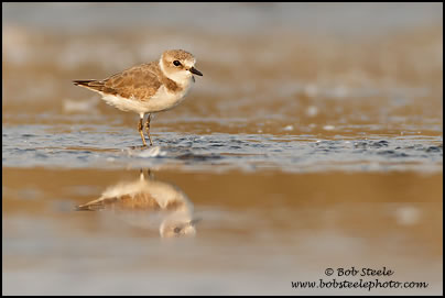 Kentish Plover (Charadrius alexandrinus)