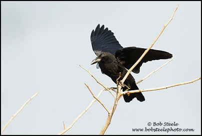 Large-billed Crow (Corvus macrorhynchos)