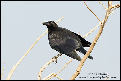 Large-billed Crow (Corvus macrorhynchos)