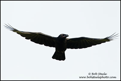 Large-billed Crow (Corvus macrorhynchos)