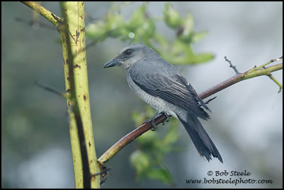 Large Cuckoo-Shrike (Coracina macei)