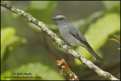 Large Cuckoo-Shrike (Coracina macei)
