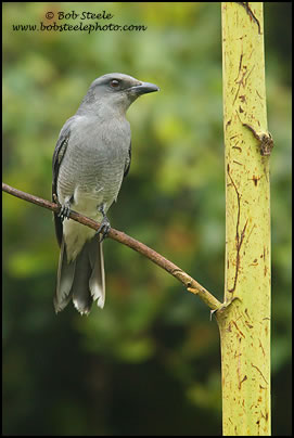 Large Cuckoo-Shrike (Coracina macei)