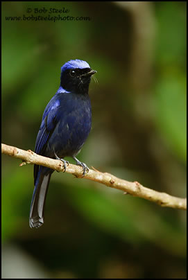 Large Niltava (Niltava grandis)