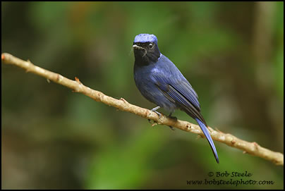Large Niltava (Niltava grandis)