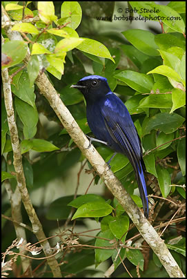 Large Niltava (Niltava grandis)