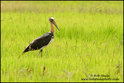 Lesser Adjutant (Leptoptilos javanicus)