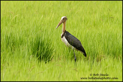 Lesser Adjutant (Leptoptilos javanicus)