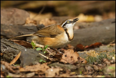 Lesser Necklaced Laughing-thrush (Garrulax monileger)
