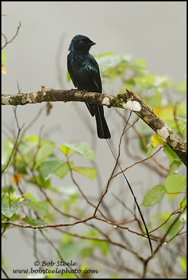 Lesser Racket-tailed Drongo (Dicrurus remifer)