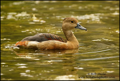 Lesser Whistling-Duck (Dendrocygna javanica) 