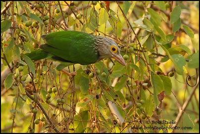 Lineated Barbet (Megalaima lineata)