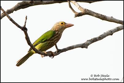 Lineated Barbet (Megalaima lineata)