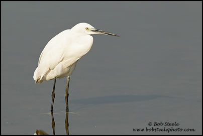 Little Egret (Egretta garzetta)