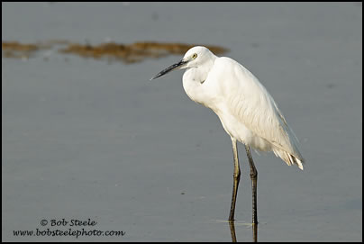 Little Egret (Egretta garzetta)