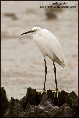 Little Egret (Egretta garzetta)