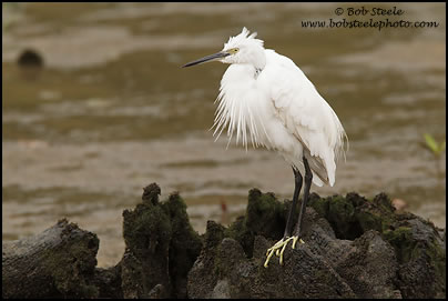 Little Egret (Egretta garzetta)