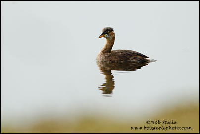 Little Grebe (Tachybaptus ruficollis)